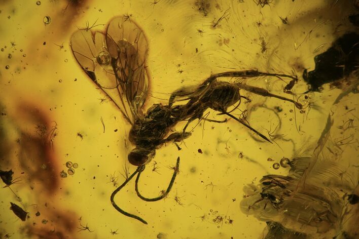 mmFossil Wasp (Hymenoptera) In Baltic Amber #120586